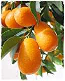 Plante de KUMQUAT ovale 'Citrus Fortunella Margarita' - en pot : Ø 22 cm - H. 80/90 cm