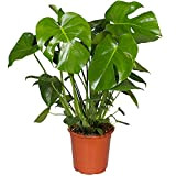 Plante Monstera Deliciosa Faux Philodendron | Plante d'intérieur en pot pour la Maison ou le Bureau