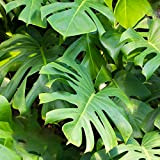 Plante Monstera Faux Philodendron | Plante d'intérieur qui purifie l'air | (40-50cm pot inclus)