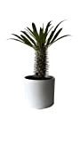 Plante Pachypodium (Palma del Madagascar) en pot en céramique
