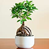 Plante pour la Maison ou le Bureau – Ficus Ginseng Bonsaï d’intérieur décoratif
