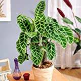 Plante Zébrée et Élegante | Calathea Zebrina pour la Maison ou le Bureau | 30-40 cm en Pot
