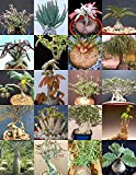 Plantes Caudex mélange de base des plantes rares exotiques caudiciformes Succulentes Bonsai 20 graines