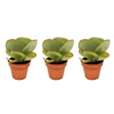 Plantes d'intérieur – 3 × Kalanchoe thyrsiflora – Hauteur: 25 cm