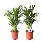 Plantes d'intérieur de Botanicly – 2 × palmier d'Arec – Hauteur: 65 cm – Areca dypsis lutescens