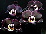 Plantes Date limite !! 100 PCS / Graines Sac noir unique Cymbidium Faberi Flower Garden Floraison Orchid Seeds, # OT8Y2I