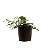 Plantes vertes d'intérieur en culture hydroponique de Botanicly: Fleur de porcelaine facile à entretenir – Hauteur: 5 cm – Hoya ...