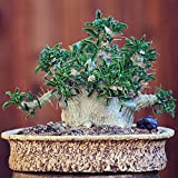PLAT FIRM GRAINES DE GERMINATION: RARE SUCCULENT !! PACHYPODIUM saundersii graines de fleurs de bonsaï - 2 pcs/pack