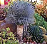 Plentree Paquet de graines: bonsaïs Yucca Rostrata Old Man Beaked Yucca 10pcs / Pack Exotiques rares à Feuilles persistantes, Hardy