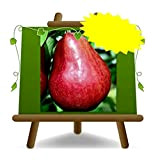 Poirier arbre de poires William rouge – Plante fruitière vieux porte greffe COT:BA. 29 sur pot 26 - albero max ...