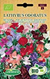 Pois de senteur Lathyrus odoratus