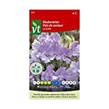 Pois de senteur Lavender Graines - Plante grimpante à fleurs au parfum très agréable