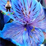 Ponak Nouveaux 100 pcs Lily Alstroemeria SEEDS pour le jardinage beau bleu clair