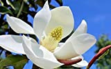 Portal Cool 10 Brackens Brown Beauty Magnolia Seeds - Magnolia grandiflora