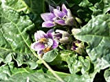 Portal Cool 10 graines Mandrake Noir - Mandragora autumnalis - Samen Curiosité botanique