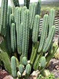 Portal Cool 10 graines: Trichocereus Pachanoi Cactus Seeds - San Pedro - Echinopsis pachanoi Graines