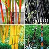 Portal Cool 100 Pcs Vert Bambou Graines: 100Pcs Noir Vert Phyllostachys Pubescens Moso-Bambou Graines Plantes De Jardin Dote