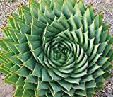Portal Cool 100pcs Aloe Vera Graines rares Marble Chafer Cactus Succulente le jardinage plante