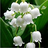 Portal Cool 100X Muguet Graines de fleurs, Bell Orchid Bonsai Balcon Fleur Graines Ea