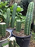 Portal Cool 20: San Pedro Cactus Seeds (Pachanoi Trichocereus Cacti) Syn. Echnopsis Pachanoi
