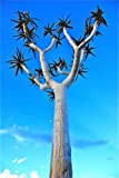 Portal Cool 5 Aloe dichotoma Graines Baobab Agave Graines rares Pas Huernia namibien