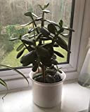 Portal Cool Crassula ovata - Jade/Argent Plante Facile Lazy Cacti/Succulent Pot en Cã©Ramique