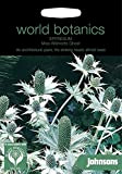 Portal Cool Johnsons Monde Botanics Fleur - Eryngium Mlle Willmotts Ghost - 50 graines