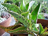 Portal Cool Kalanchoe daigremontiana, pour le cancer, 25cm Haut écologique plante sans pot