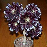 Portal Cool Noir Aeonium & # 039; Zwartkop & # 039; : Graines Aeonium Succulent 'Zwartkop' Graines Bonsai Flower Garden ...