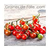 Portal Cool Petit Moineau Graines de tomate tomate