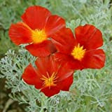 Portal Cool Red Chief fleur de Pavot Californie Graines/Eschscholzia / 100+ annuel