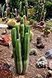 Portal Cool San Pedro Cactus Graines Trichocereus pachanoi 5 Graines
