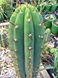 Portal Cool San Pedro Cactus Trichocereus Echinopsis Pachanoi pachanoi Graines X100