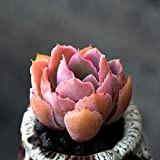 Portal Cool Succulent Plant en direct - 'Breaker Neon' Echeveria 3cm - Graden Belle des plantes rares