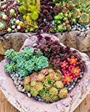 Portal Cool Variétés sedum mixtes 200 graines Rampante, fleurs rose, rouge, jaune, blanc