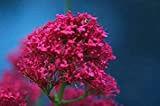 Potseed Herb Red Valerian, Centranthus Ruber Environ 100 graines 0.25G