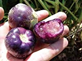 Pourpre de milpa tomatilles Graines - Physalis ixocarpa- organique Tomatillo, Violet! (100)