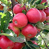 Promotion 30 pcs Bonsai Pommier Graines rares graines de fruits bonsaï tree-- Amérique rouge délicieux graines de pomme jardin pour ...