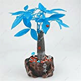Promotion! Bleu Pachira Graine Pachira Aquatica/Pachira Macrocarpa argent arbre intérieur extérieur Plantes ornementales 2 pièces Easy Grow