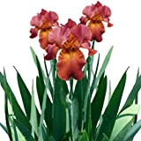 puran Lot de 200 graines d'iris - Facile à planter - Senteur iris intense - Pour jardin - 5 graines ...
