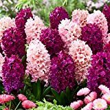 Purple and Pink Mix (15 bulbes), Collection Jacinthes parfumées, 3 variétés/couleurs, vivaces, rustiques Mélange de bulbes de Hollande pour le ...