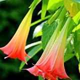 Qbisolo 50 pcs Datura Graines Balcon Fleur Plante Fleurs en Pot Graines Bonsaï Jardin Herbes Graines De Fleurs pour La ...