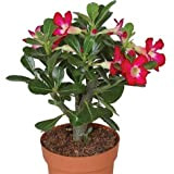Qhaitang 2*Adenium Obesum Desert Rose- De Fleurs Plante Vivace Jardin Balcon Plante Décoration