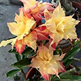 Qhaitang 2*Adenium Obesum Desert Rose, De Fleurs Plante Vivace Jardin Balcon Plante Décoration