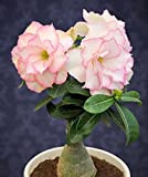 Qhaitang 2*Adenium Obesum Desert Rose- De Fleurs Plante Vivace Jardin Balcon Plante Décoration