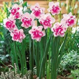 Qhaitang 5*Narcissus | Bulbes de Narcisse à fleurs doubles | Mix de couleurs | Plantes fleuries vivaces