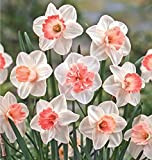 Qhaitang Bulbes de Narcisse à fleurs doubles/Bulbes à floraison précoce / Plantes fleuries vivaces, 3Bulbes