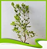 Quercus Coccifera (chêne Kermes) – Plante