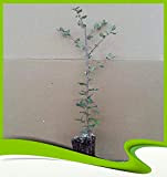 Quercus suber (Chêne-liège) - Plante