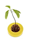 R&R SHOP Avocado Germinator - Pot Flottant pour la Germination de l'avocat, kit de Croissance des graines, Plastique de maïs ...